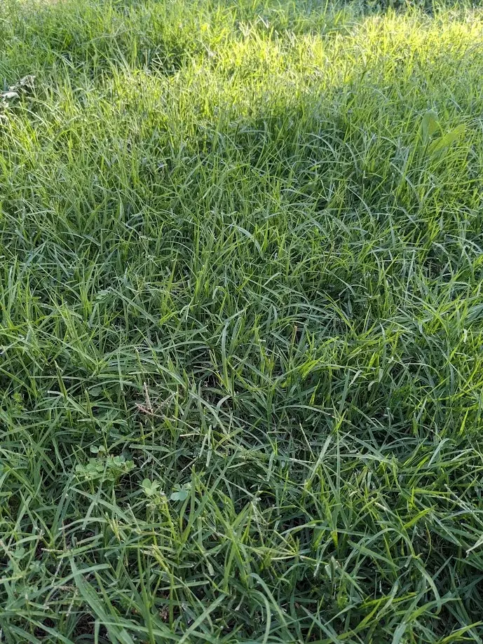 Bermuda Grass