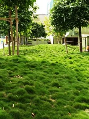 Korean Grass